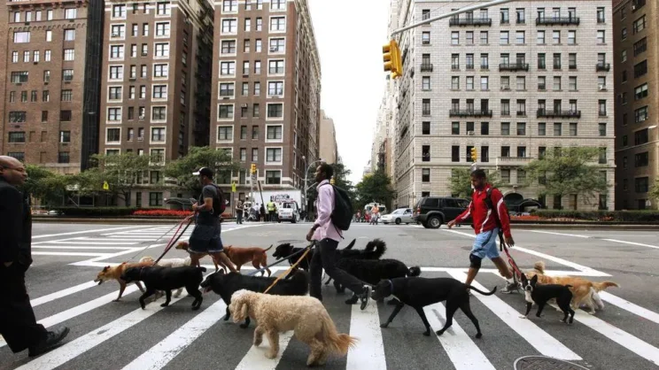imagem: Nova York, NY animais de estimação passeando. 