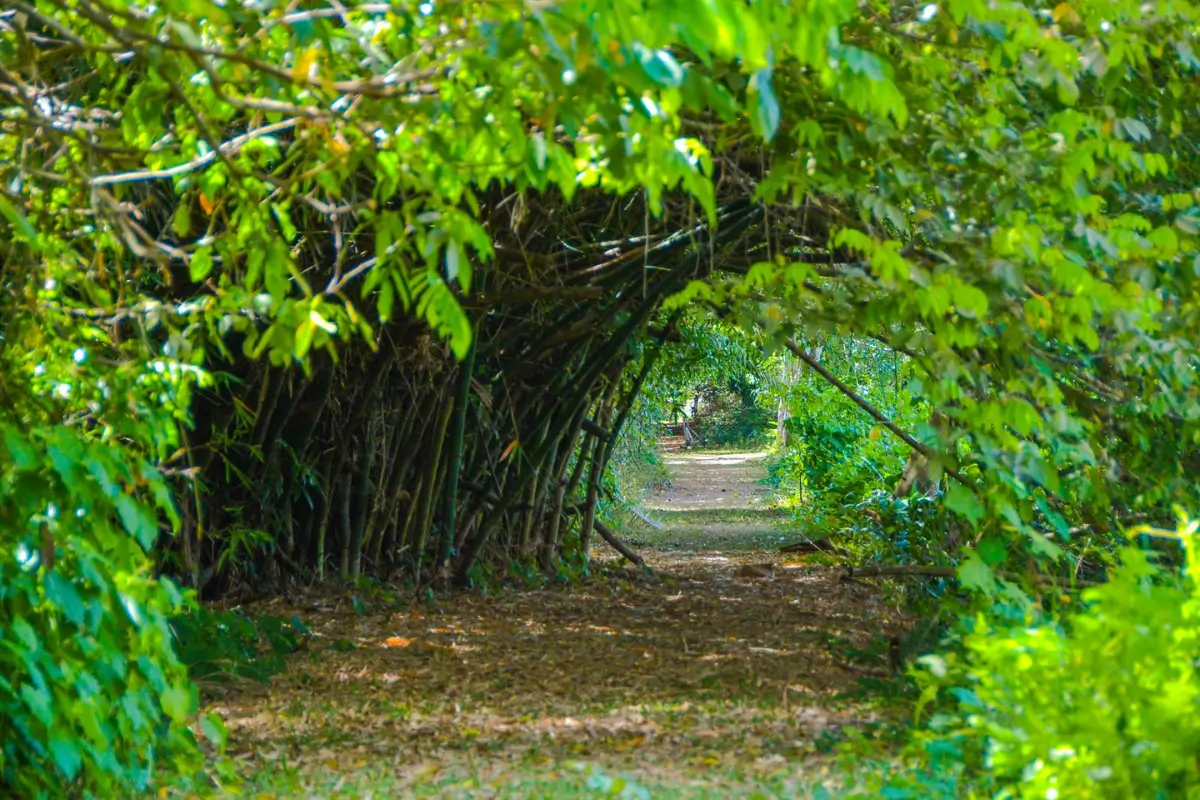 Jardim Botânico Benjamim Maranhão: Trilha natural formada por arcos de bambu e folhagem verde.